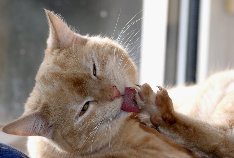 Orange Tabby Cat — Calm, Afternoon, Photograph, Paw