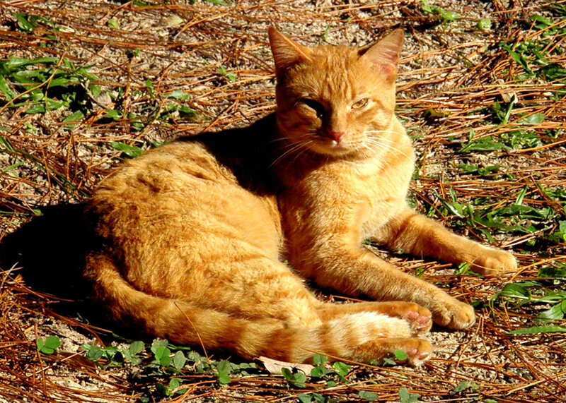 Orange Tabby Cat — Calm, Afternoon, Photograph, Pine Needles