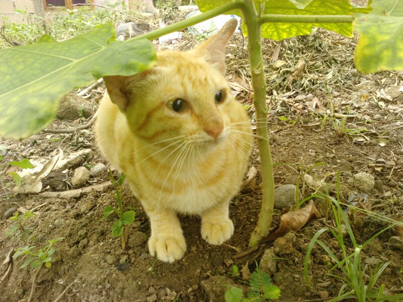 Orange Tabby Cat — Calm, Afternoon, Photograph, Plant, Dirt
