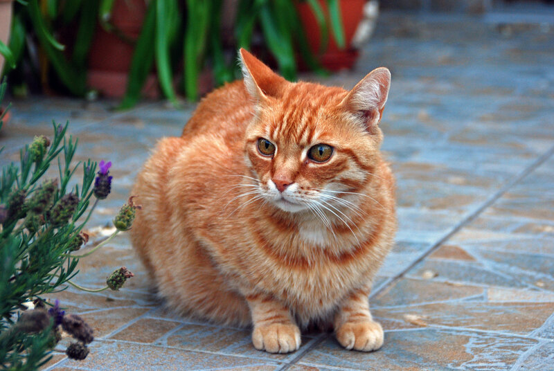 Orange Tabby Cat — Calm, Afternoon, Photograph, Plant, Tiles