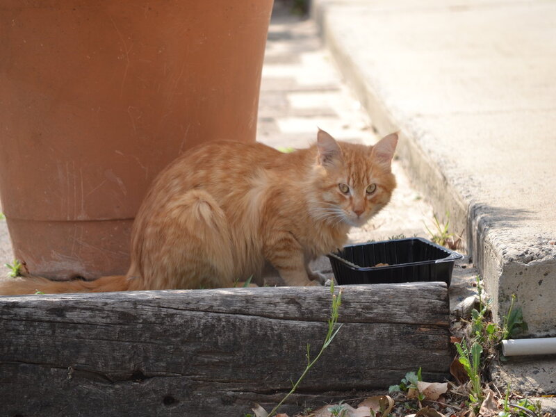 Orange Tabby Cat — Calm, Afternoon, Photograph, Pot