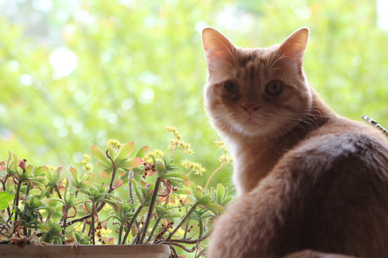 Orange Tabby Cat — Calm, Afternoon, Photograph, Potted Plant