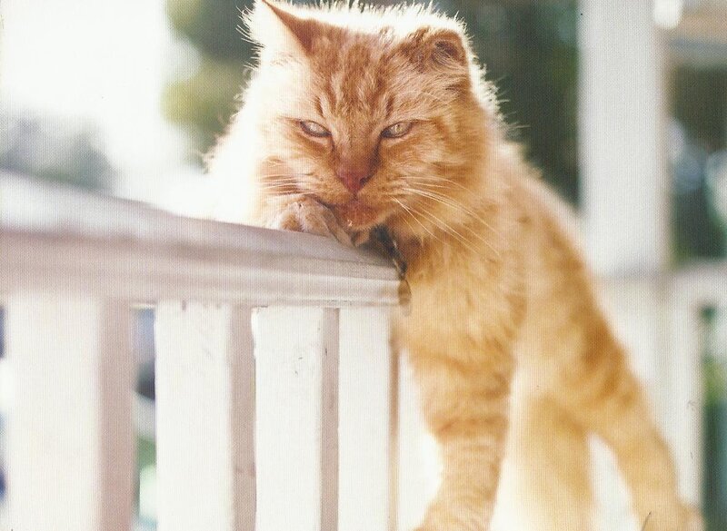 Orange Tabby Cat — Calm, Afternoon, Photograph, Railing