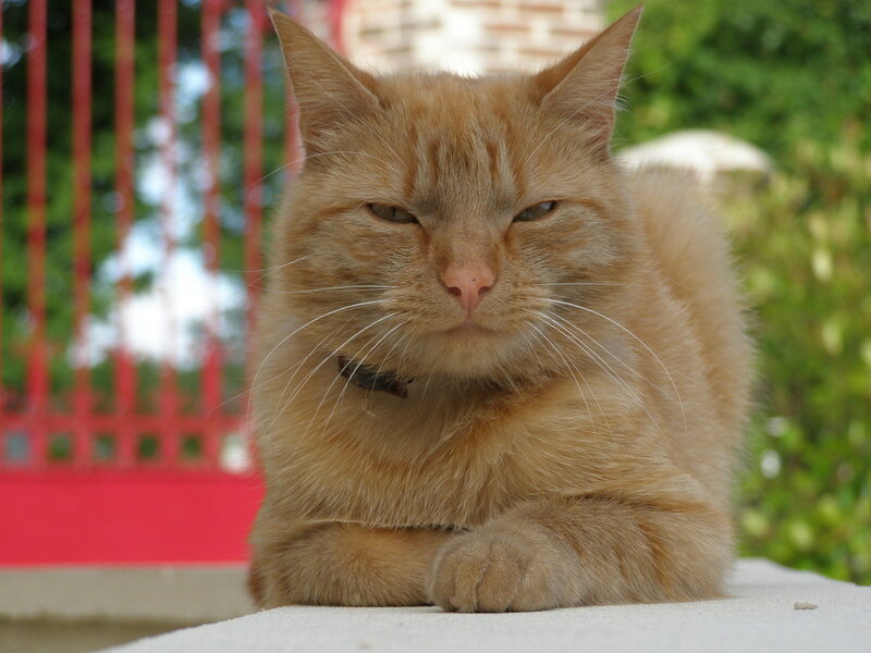 Orange Tabby Cat — Calm, Afternoon, Photograph, Red Fence