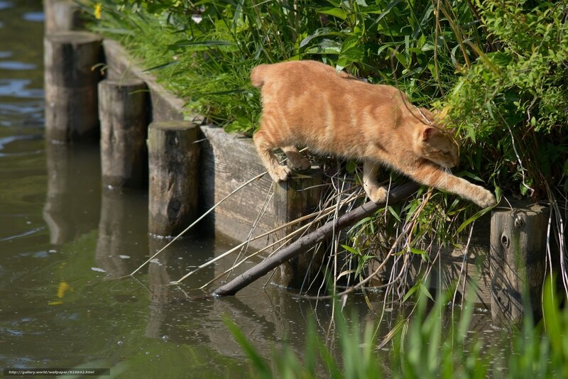Orange Tabby Cat — Calm, Afternoon, Photograph, River