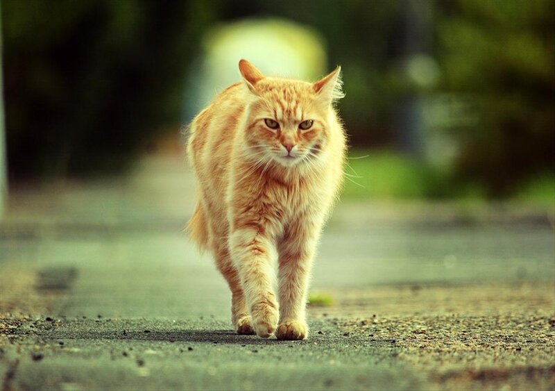 Orange Tabby Cat — Calm, Afternoon, Photograph, Road
