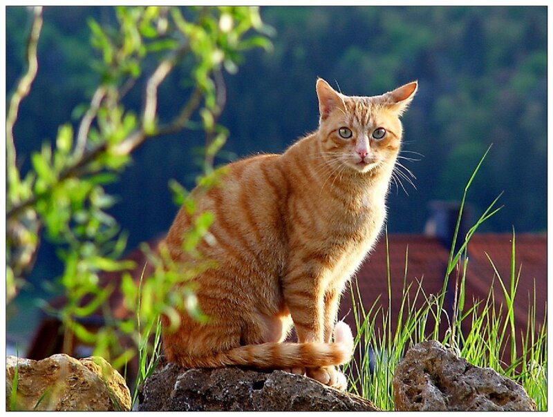 Orange Tabby Cat — Calm, Afternoon, Photograph, Rocks