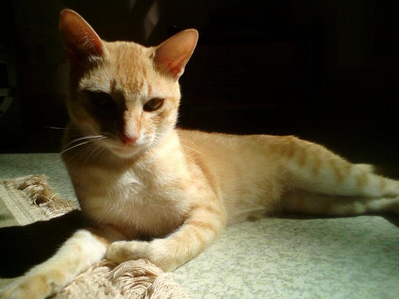 Orange Tabby Cat — Calm, Afternoon, Photograph, Rug