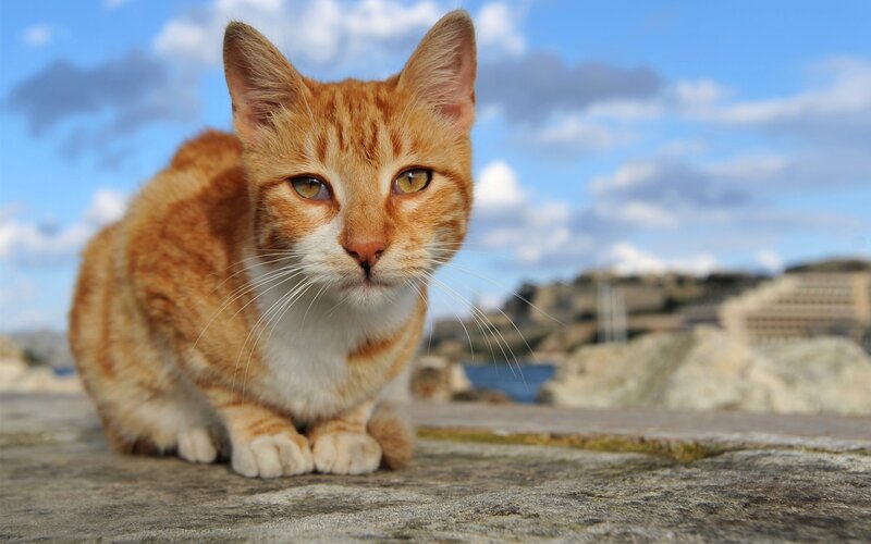 Orange Tabby Cat — Calm, Afternoon, Photograph, Sky, Rocks, Buildings, White