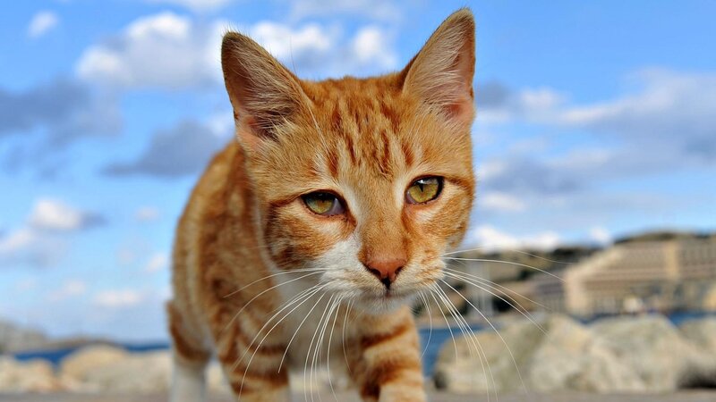 Orange Tabby Cat — Calm, Afternoon, Photograph, Sky, Rocks