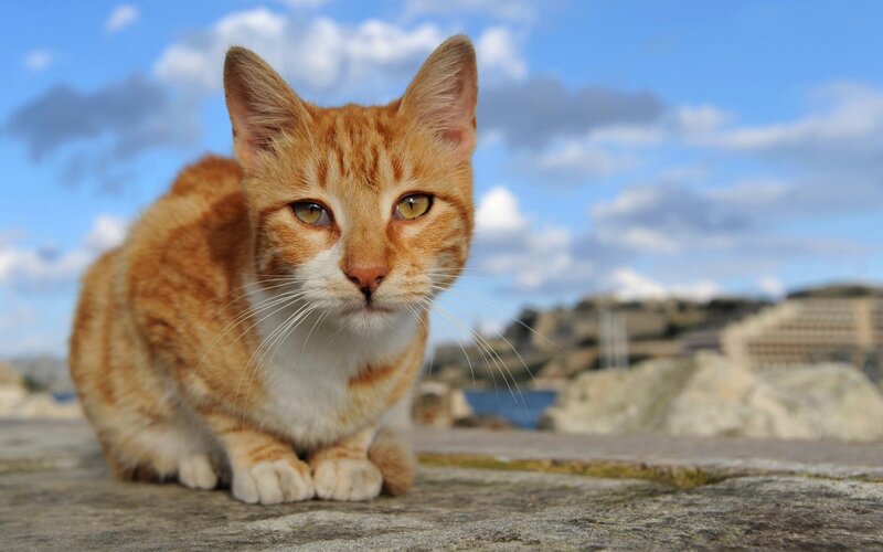 Orange Tabby Cat — Calm, Afternoon, Photograph, Sky