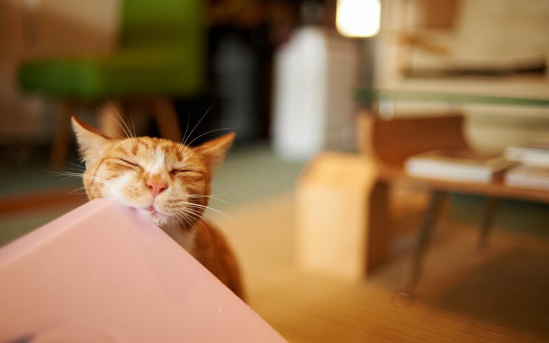 Orange Tabby Cat — Calm, Afternoon, Photograph, Table