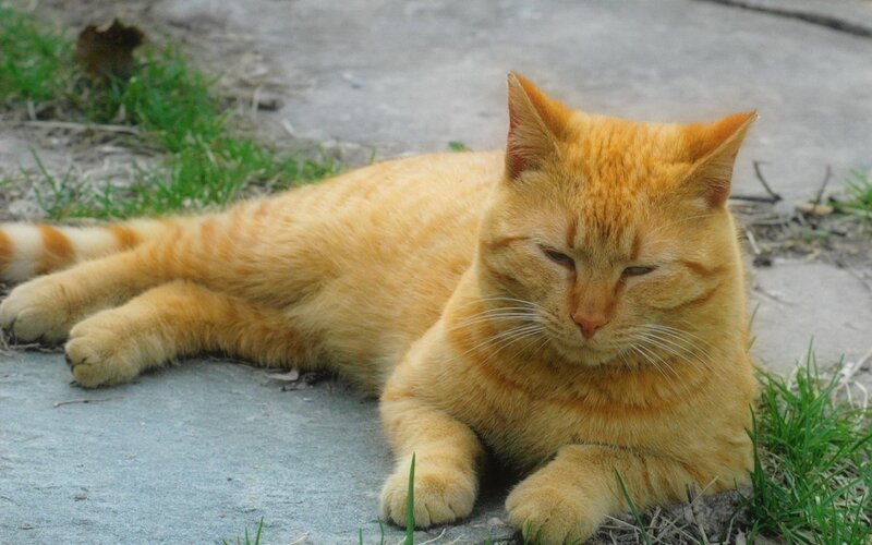Orange Tabby Cat — Calm, Afternoon, Photograph