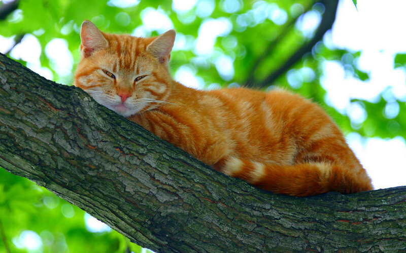 Orange Tabby Cat — Calm, Afternoon, Photograph, Tree Branch, Green Leaves