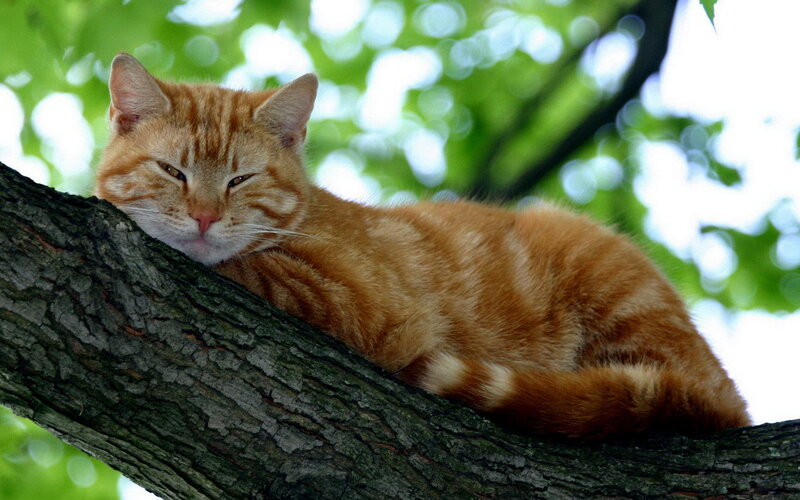 Orange Tabby Cat — Calm, Afternoon, Photograph, Tree Branch