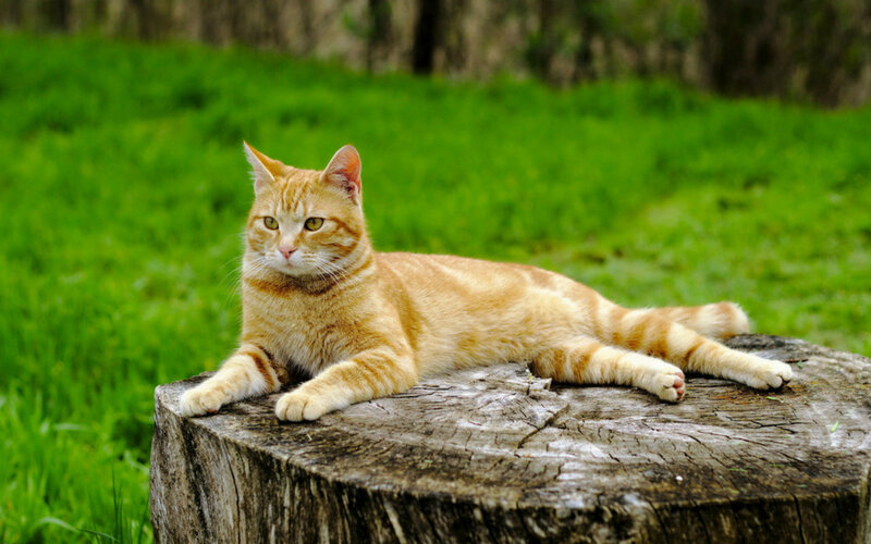 Orange Tabby Cat — Calm, Afternoon, Photograph, Tree Stump, Grass