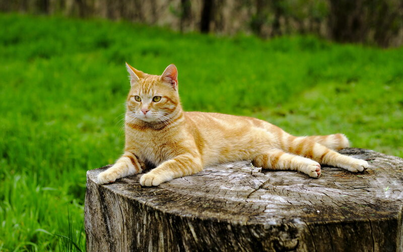 Orange Tabby Cat — Calm, Afternoon, Photograph, Tree Stump