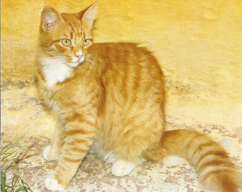 Orange Tabby Cat — Calm, Afternoon, Photograph, Wall, Grass