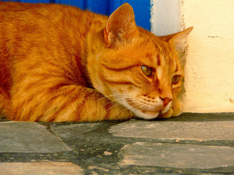 Orange Tabby Cat — Calm, Afternoon, Photograph, Wall