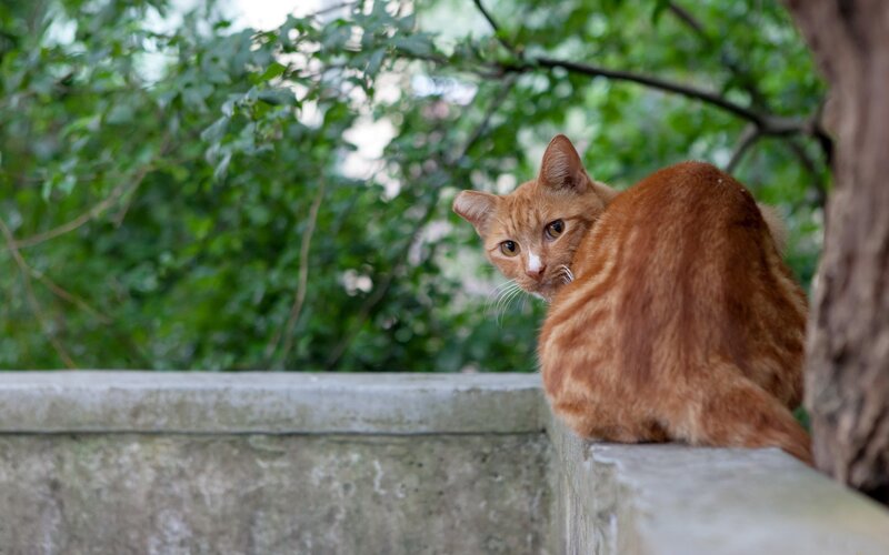 Orange Tabby Cat — Calm, Afternoon, Photograph, Wall, Tree