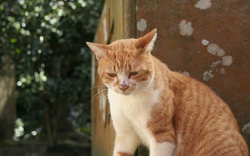 Orange Tabby Cat — Calm, Afternoon, Photograph, Wall, Trees