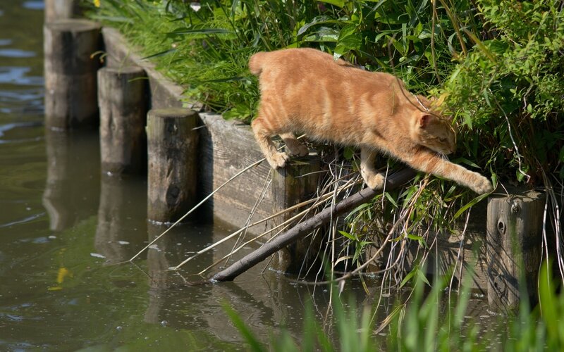 Orange Tabby Cat — Calm, Afternoon, Photograph, Water