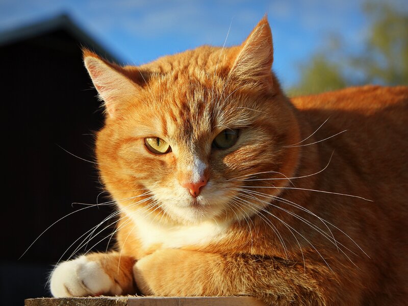 Orange Tabby Cat — Calm, Afternoon, Photograph, Whiskers, Blue Sky