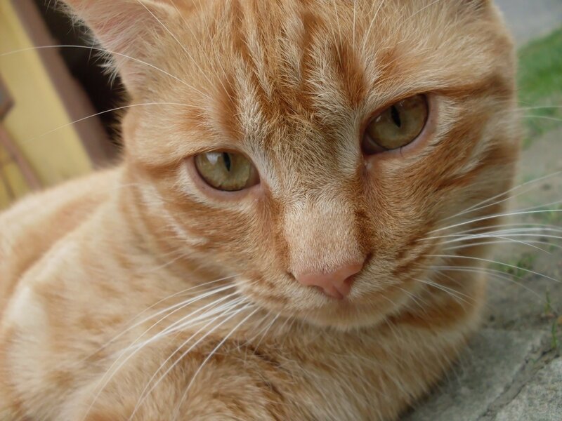 Orange Tabby Cat — Calm, Afternoon, Photograph, Whiskers, Eyes, Ground