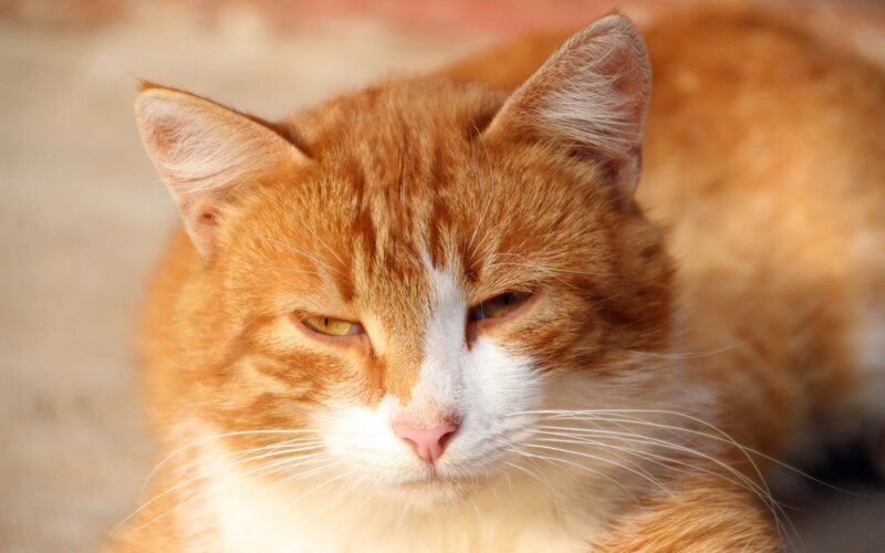 Orange Tabby Cat — Calm, Afternoon, Photograph, Whiskers, Eyes