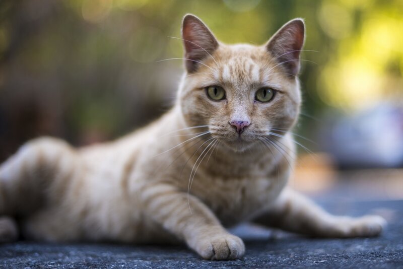 Orange Tabby Cat — Calm, Afternoon, Photograph, Whiskers, Green Eyes, Outdoor, Yellow