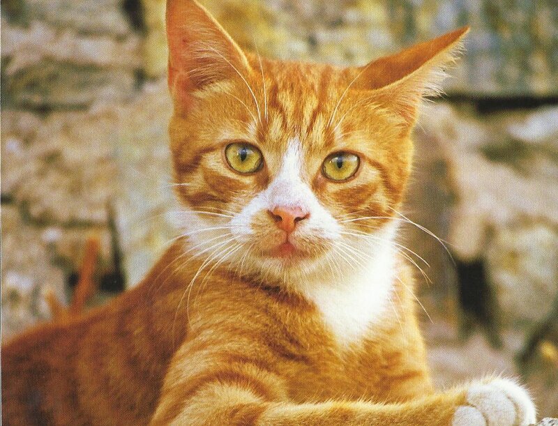 Orange Tabby Cat — Calm, Afternoon, Photograph, Whiskers, Stone Wall