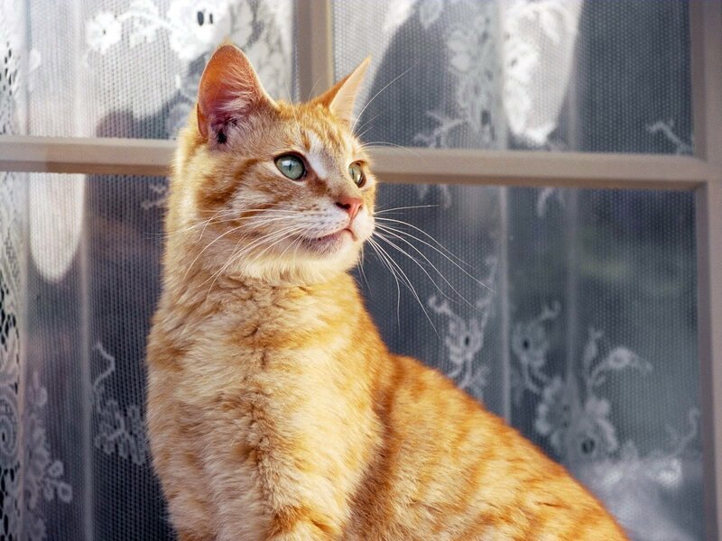 Orange Tabby Cat — Calm, Afternoon, Photograph, Window, Curtain, Whiskers, White