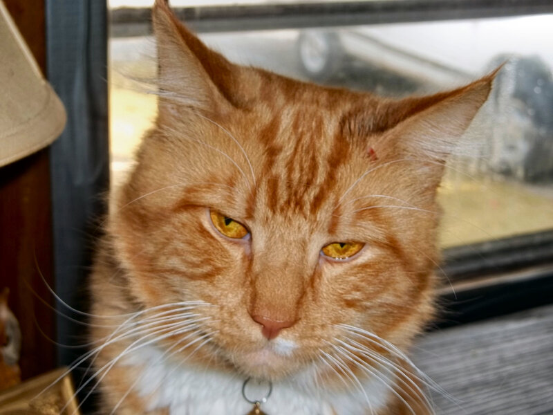 Orange Tabby Cat — Calm, Afternoon, Photograph, Window, Lamp