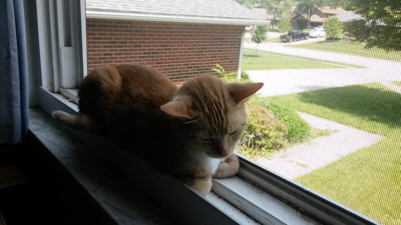 Orange Tabby Cat — Calm, Afternoon, Photograph, Window, Screen