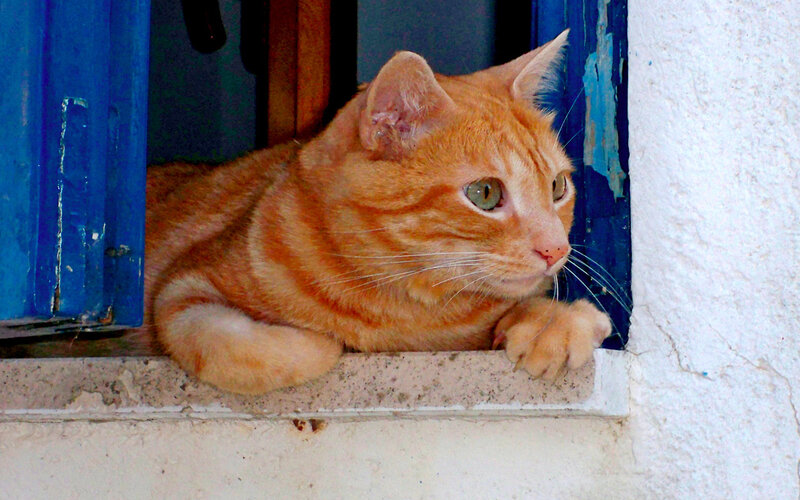 Orange Tabby Cat — Calm, Afternoon, Photograph, Window