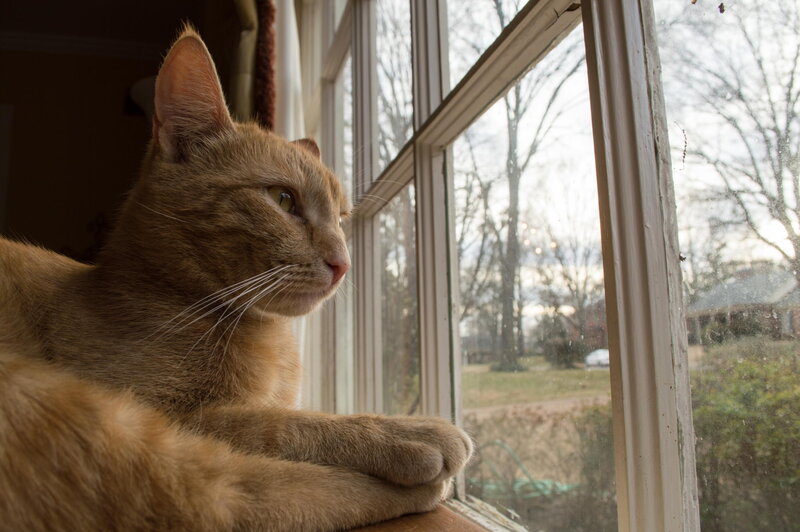 Orange Tabby Cat — Calm, Afternoon, Photograph, Window, Trees