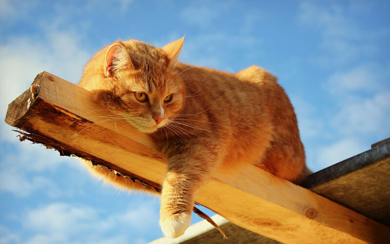 Orange Tabby Cat — Calm, Afternoon, Photograph, Wooden Beam