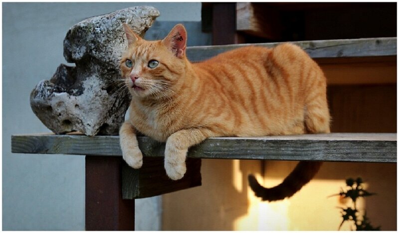 Orange Tabby Cat — Calm, Afternoon, Photograph, Wooden Bench