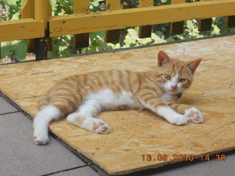 Orange Tabby Cat — Calm, Afternoon, Photograph, Wooden Board