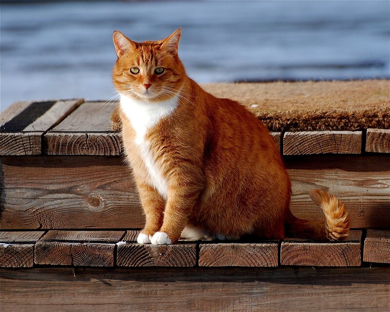 Orange Tabby Cat — Calm, Afternoon, Photograph, Wooden Dock