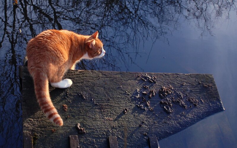 Orange Tabby Cat — Calm, Afternoon, Photograph, Wooden Dock, Water