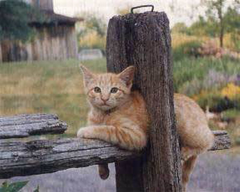 Orange Tabby Cat — Calm, Afternoon, Photograph, Wooden Post