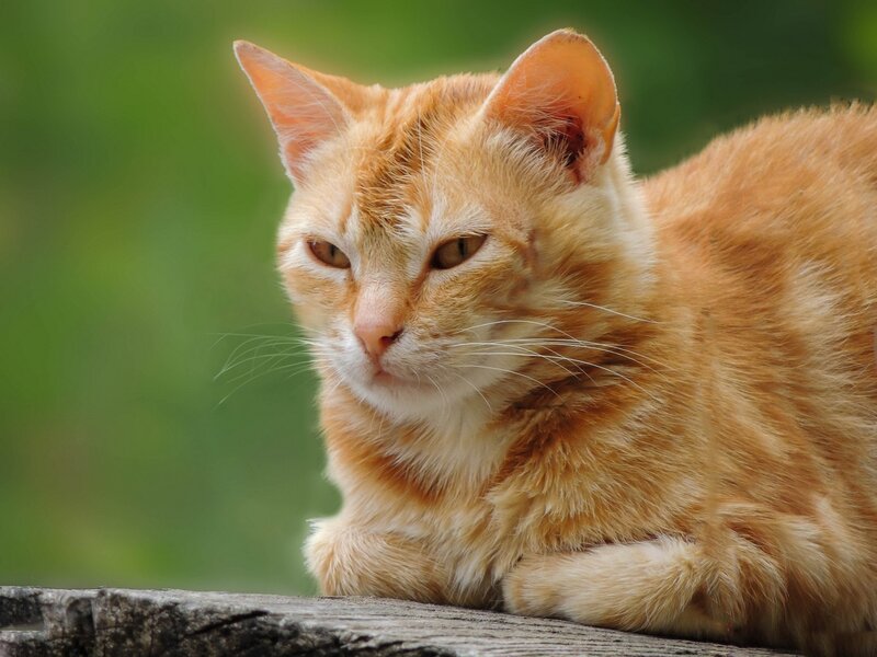 Orange Tabby Cat — Calm, Afternoon, Photograph, Wooden Surface, Green Background