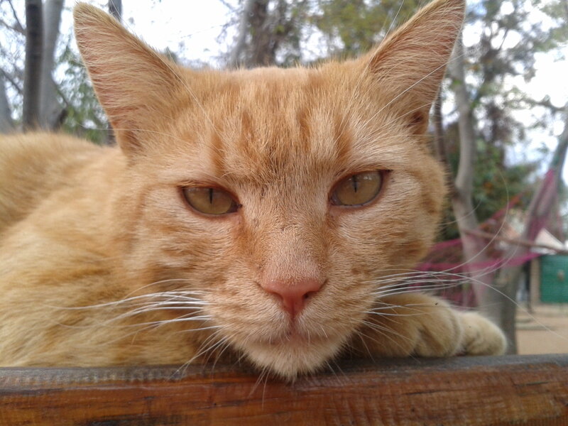 Orange Tabby Cat — Calm, Afternoon, Photograph, Wooden Surface, Trees