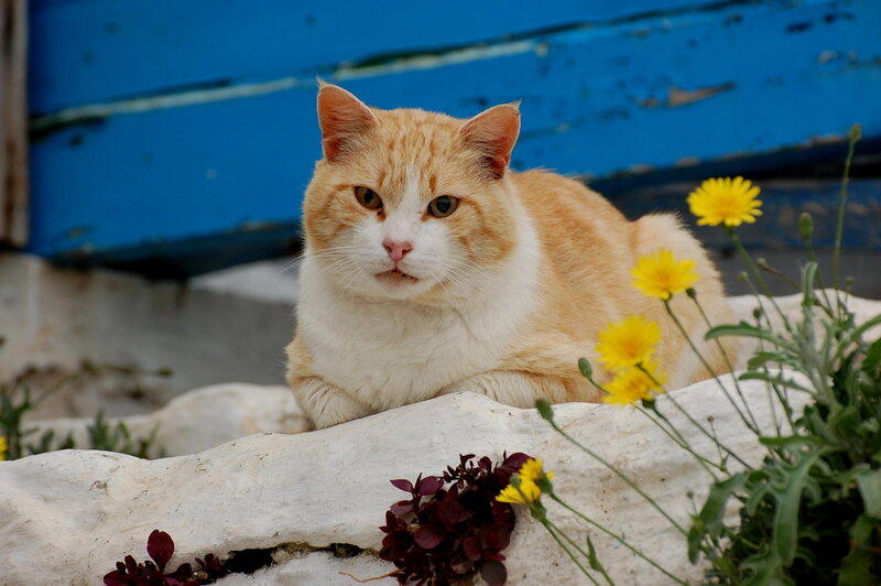 Orange Tabby Cat — Calm, Afternoon, Photograph, Yellow Flowers