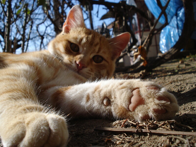 Orange Tabby Cat — Calm, Afternoon