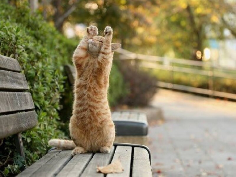 Orange Tabby Cat — Calm, Autumn, Photograph, Bench