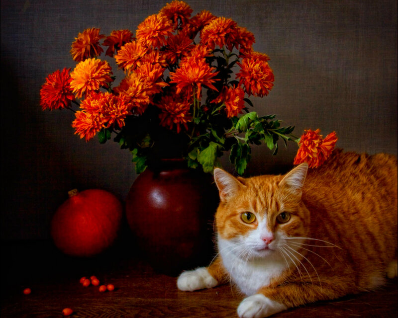 Orange Tabby Cat — Calm, Autumn, Photograph, Flowers