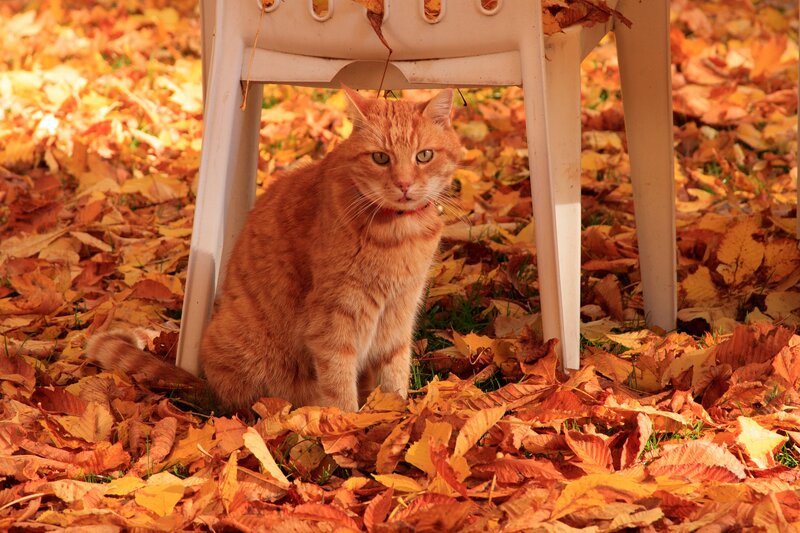 Orange Tabby Cat — Calm, Autumn, Photograph, Leaves, Chair
