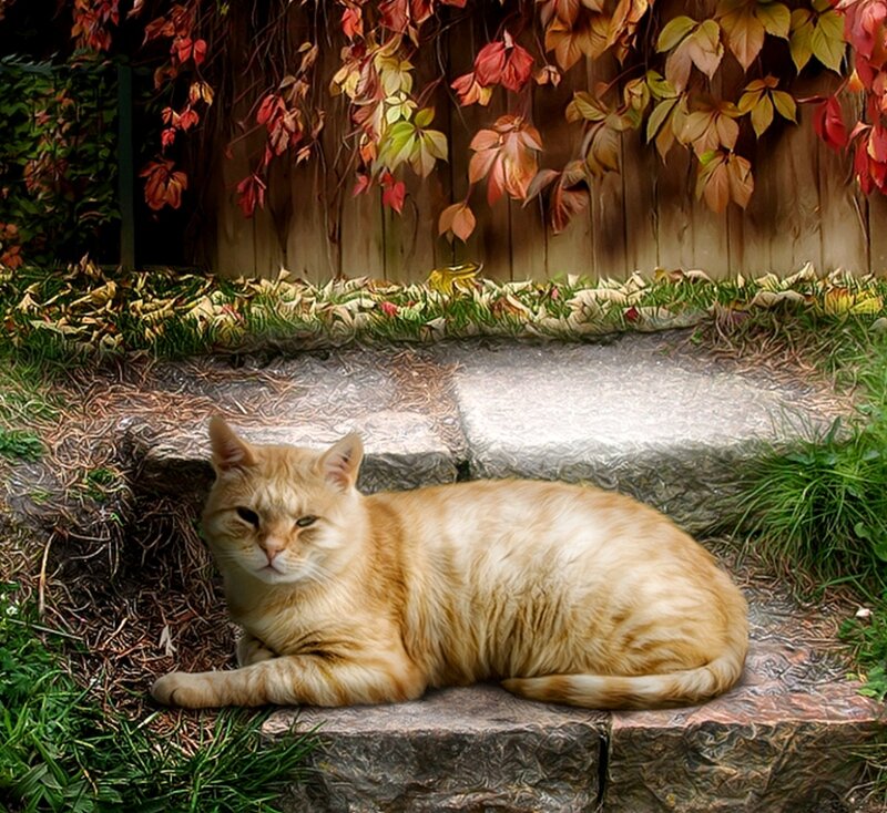 Orange Tabby Cat — Calm, Autumn, Photograph, Leaves, Fence
